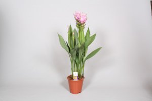 foto Curcuma Sweet