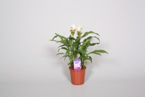 foto Curcuma Stardust