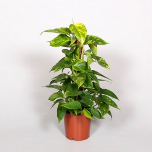foto Epipremnum (Scindapsus) Mosstok (50)
