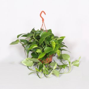 foto Epipremnum (Scindapsus) Hangpot (14)