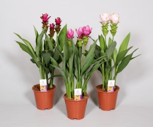 foto Curcuma Mix